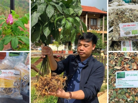 Cầu Nối Đưa Dược Liệu Quý Việt Nam Đến Với Thị Trường Toàn Quốc Và Quốc Tế