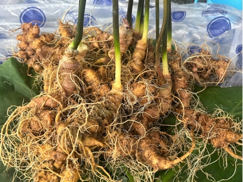 Saponin – ‘Linh Hồn’ Của Sâm Ngọc Linh: Khoa Học Giải Thích Điều Gì?