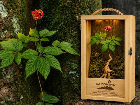 Câu chuyện về nguồn gốc huyền bí và quá trình sinh trưởng của Sâm Ngọc Linh