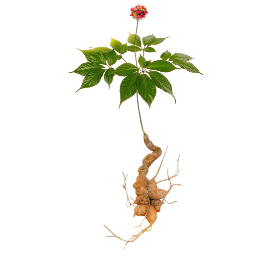 CỦ SÂM NGỌC LINH TƯƠI