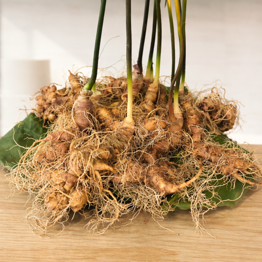 CỦ SÂM NGỌC LINH TƯƠI