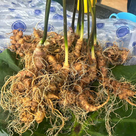 CỦ SÂM NGỌC LINH TƯƠI