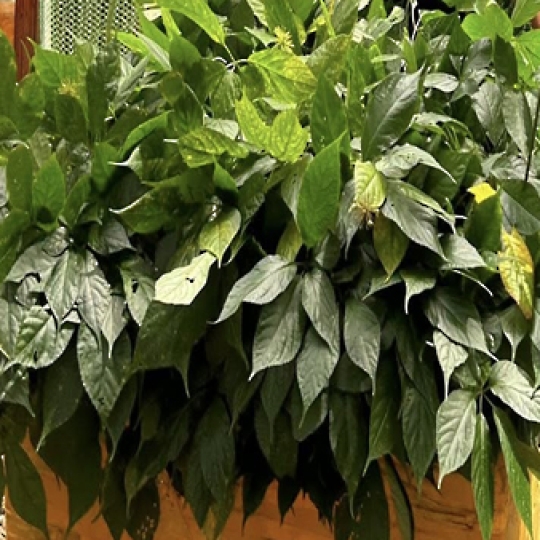 LÁ SÂM NGỌC LINH SẤY KHÔ