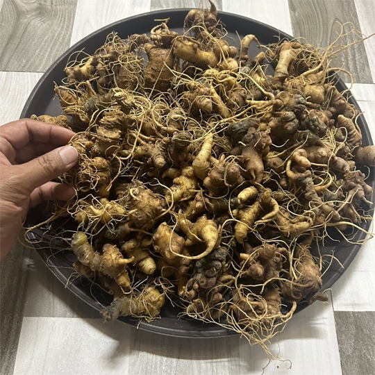 CỦ SÂM NGỌC LINH TƯƠI