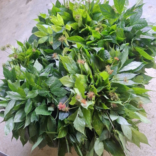 LÁ SÂM NGỌC LINH SẤY KHÔ