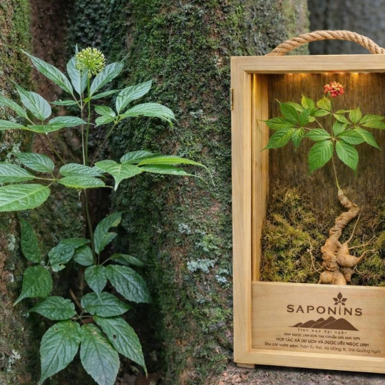 CỦ SÂM NGỌC LINH TƯƠI