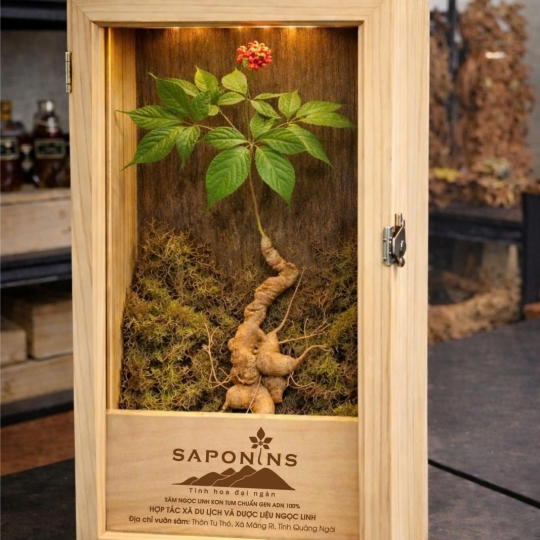 CỦ SÂM NGỌC LINH TƯƠI