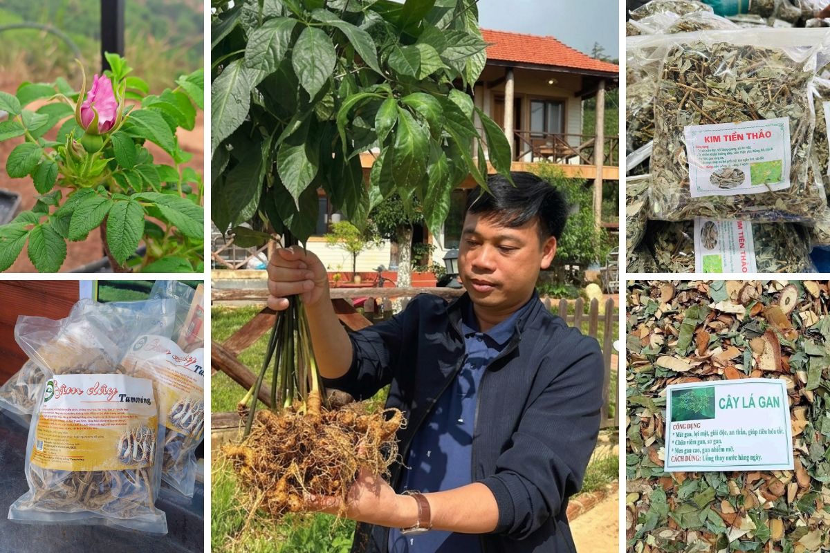 Cầu Nối Đưa Dược Liệu Quý Việt Nam Đến Với Thị Trường Toàn Quốc Và Quốc Tế